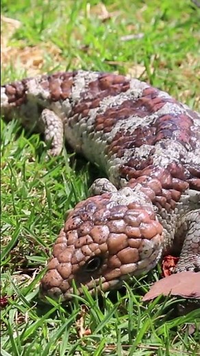 Bobtail Shingleback Lizard (Tiliqua rugosa) #reptiles #australianwildlife #lizards