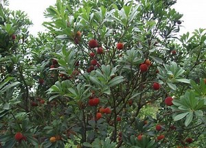 Myrica rubra - Alchetron, The Free Social Encyclopedia