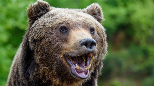 'Fat Bear Week' Contest Returns to Alaska: Meet the Adorable Contenders