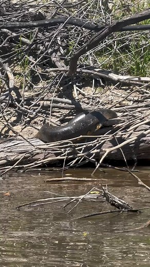 188K views · 610 reactions | Up close with an Anaconda with The Wild...