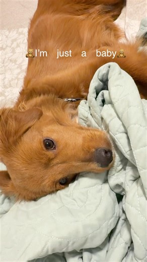 Just a baby… doing my best 💗#puppy #shorts #dogshorts