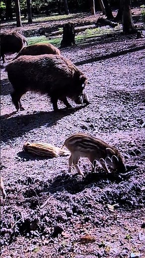 wissenswertes über Wildschweine Interesting facts about wild boars