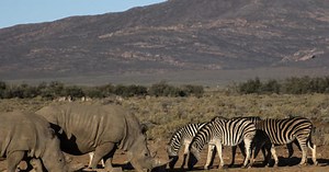 One million species are at risk of extinction because of human activity