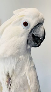 It’s not always fun and games with rescue birds. I try and let you all know a bit of what the challenges are. This is my new one. This is the one thing I never wanted to happen in my flock. However, we will roll with it and do our best. We also need to re-evaluate and do better. She has plenty of toys, tons. All her fav toys. She gets her fav foods, I order them delivered every week. She is thin and fussy. She is out a ton. The only thing that I think might be off is I need to try and encourage 