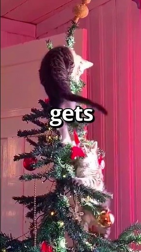 When YOU have CATS on CHRISTMAS 🤣 | Wholesome Moments