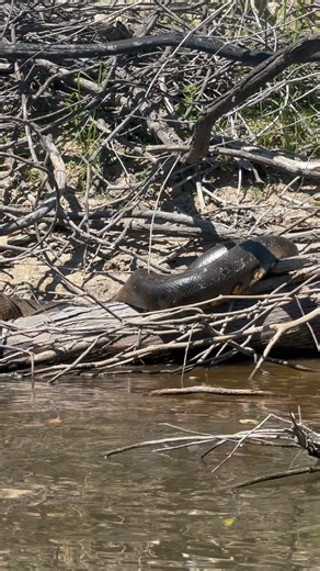 1.8K views · 1.8K reactions | The Anaconda is if not the, then one of...