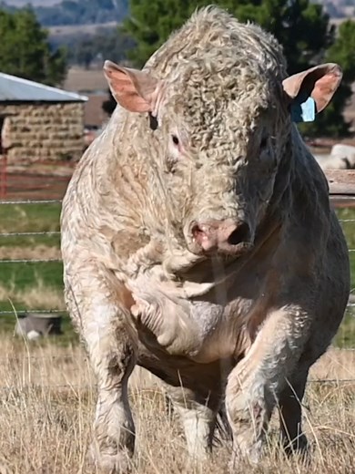 When a Bull Takes 'Coming in Hot' to a New Level!