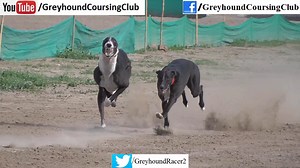 24K views · 1.6K reactions | greyhound racing competition held at national coursing club salam and chak 82 nb. subscribe us on youtube for more new latest videos. https://www.youtube.com/@GreyhoundCoursingclub | Greyhound Coursing Club | Facebook