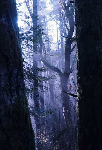 Optimizing Your Health: Oats, Lime, and Water Benefits