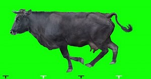 Black Cow Runs On Transparent Background Stock Footage Video (100% Royalty-free) 1015419397 | Shutterstock