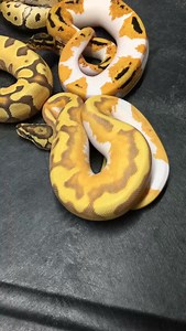 Ball Python Value And Breeders Vs. Pet Owners #shorts #snakes #ballpython #ballpythons #ballpythonsofinstagram #snakebreeder #ballpythonbreeder #fyp #fypシ | Rodents & Royals