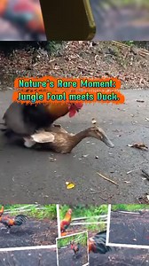 When a Chicken and a Duck fall in love... #reelsfacebook #duck #duckfarming #junglefowl #explore #funnyanimals #animalskingdom #views #1million #fyp | Sumur Bor Bor Sumur