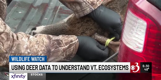 Vermont deer data helps protect ecosystems during hunting season