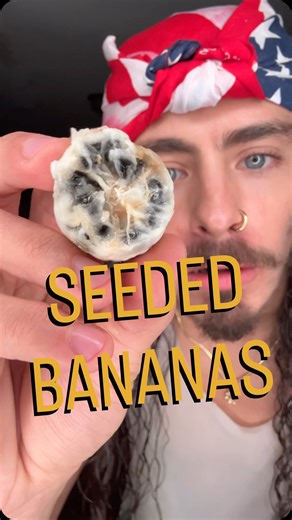 Cain Kerner on Instagram: "Seeded Bananas are REALLY cool! Do I think they’re as enjoyable as the banana varieties we have cultivated in the modern world? NO! Stop letting people who don’t know a thing about farming or cultivar scare you into believing pseudo-science! Enjoy your fruit, seedless or seeded! THEY ALL RETAIN THEIR NUTRITIONAL VALUE! ✌️🍌♥️ #banana #seededfruit #drsebi #alkaline"