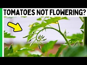 3 Reasons Your Tomatoes Aren't Flowering or Fruiting