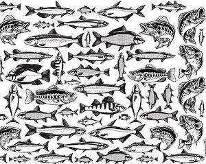 Ceramic Decal, Underglaze Transfer - Lake Fish - Etsy