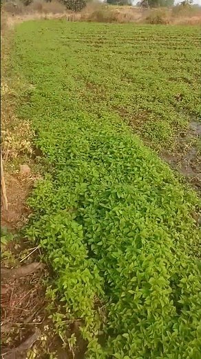 job vs farming better scope