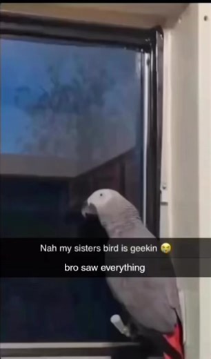Funny Parrot Tweaking Compilation