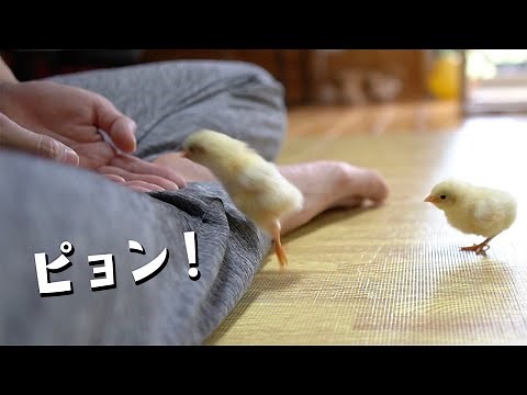 ひよこのかわいい仕草ベスト5