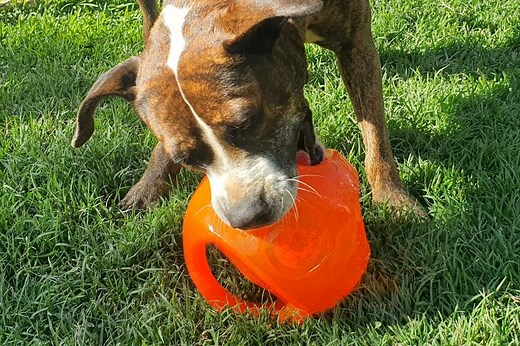 Best Staffy Toys: 7 Indestructible Toys for Staffies