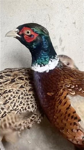 Ring neck pheasant #asmr #birds #naturelovers