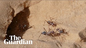 Try to track the world's fastest ants
