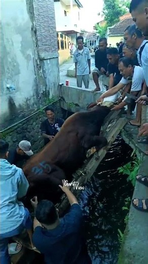 Sapi ngamuk masuk selokan #sapingamuk #sapioleng