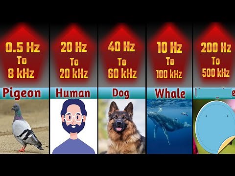 The Most Powerful Ears in the Animal Kingdom | comparison