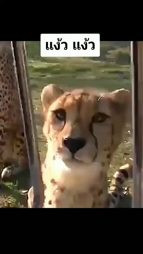 390K views · 31K reactions | Cheetah  #สารคดีสัตว์ #สารคดีสัตว์โลก #สารคดีสั้น #สารคดีสัตว์น่ารัก #สัตว์น่ารัก | Minute Fact | Facebook