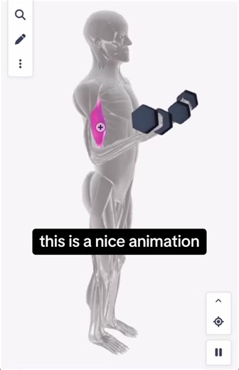 The primary action of the biceps brachii is to flex the elbow joint, bringing the forearm toward the upper arm. Additionally, it supinates the forearm, which means it rotates the palm of the hand to face upward. The biceps brachii is a crucial muscle involved in various upper limb movements, including lifting and pulling actions. #anatomy #medicine #medical #art #doctor #physiology #surgery #drawing #medicalstudent #anatomia #mbbs #medstudent #medschool #nurse #science #doctors #biology #sketch 