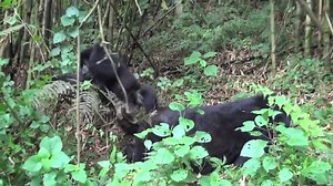 59K views · 2.7K reactions | #tbt May, 2013 - San Diego Zoo Global researchers working on our gorilla project capture mountain gorilla babies playing in the rain forest of Rwanda. Learn more about our global conservation work at www.endextinction.org | San Diego Zoo | Facebook
