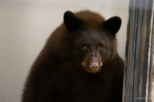 Cincinnati Zoo's recently adopted bear cubs give side-eye in adorable new photos