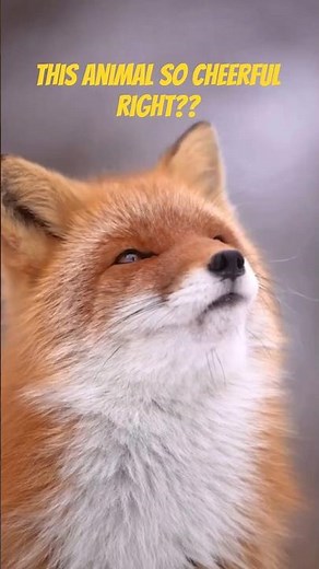 This Little Fox Conquered the Entire Planet 🦊