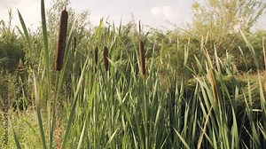 Common typha plants also known as bulrush or reedmace or reed or cattail. Stock Video