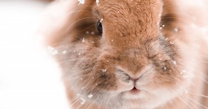 Cold Weather Care for Outdoor Rabbits
