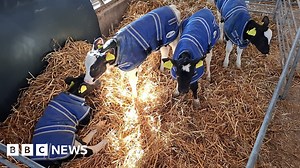Powys dairy farm cow gives birth to rare quadruplets