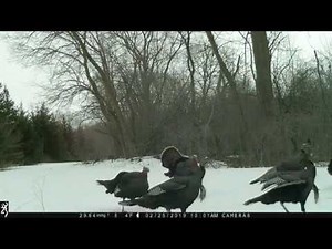 Turkey FIGHT call sounds!!