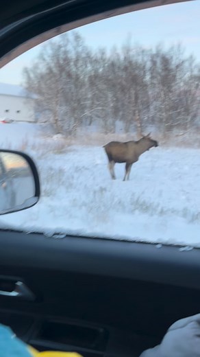 Naturfotografen Patrik får syn på ännu ett djur 🦓 | YesBox