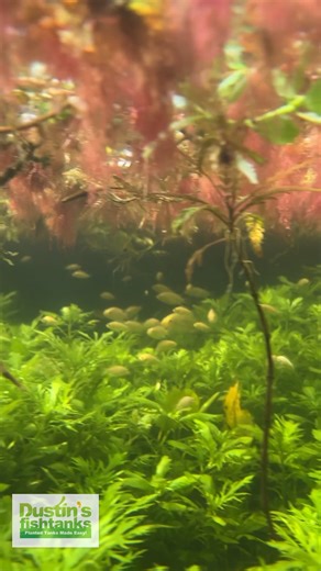 5.3K views · 53 reactions | Tilapia  Red Root Floaters  Water...