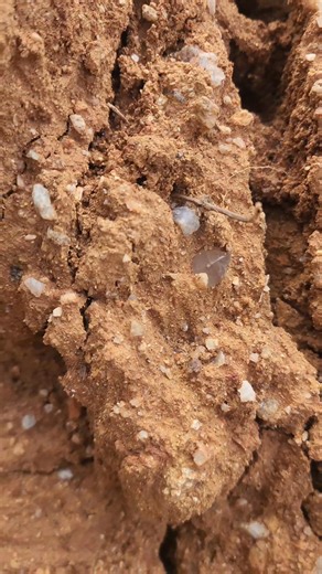 A little amethyst from South Carolina. How long did it take you to spot it? #rockhound #diamondhill #rock #amethyst #quartz #rocks | Bob Summers
