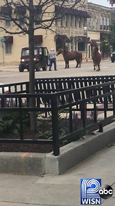 163K views · 667 reactions | HORSES ON THE RUN! A viewer shared this video of three horses running through downtown Whitewater! The story coming up tonight at 6pm. | WISN 12 NEWS | Facebook