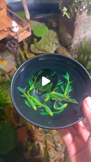 Predatory Fins ® | Rare & Exotic Fish Store on Instagram: "Checkout the Colors on these Long-fin Danios!! 💚 Do you think this is a Natural Coloration or a Genetically Modified Pigmentation ?🤔 Credit: @jackyleevn #fish #tropicalfish #freshwaterfish #guppies #bettafish #goldfish #petfish #fishtank #aquarium #aquariums"