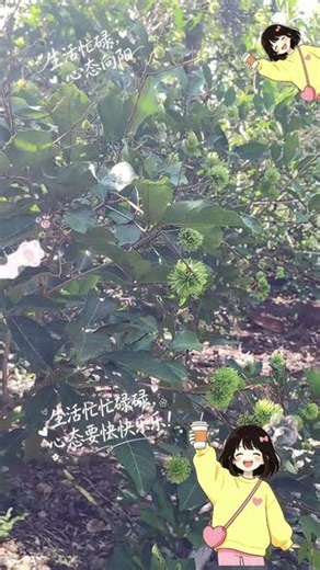 黎寨里硕果累累#山地果树种植 #菠萝的生长过程 #果树成长记 #自家种的果树 #海南野菠萝