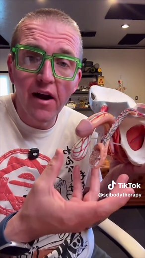 Many of you noticed some interesting features of your testicles while you were doing testicular exams looking for cancer. Let’s talk about what’s normal and what’s not. #learnontiktok #tiktoklearningcampaign #anatomy #science #medical