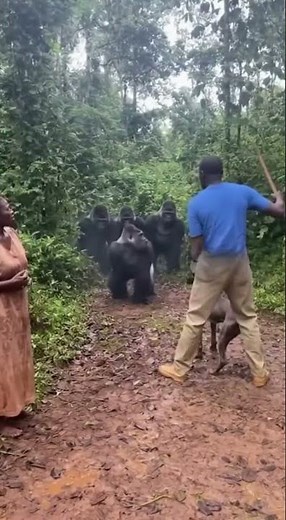 Brave Man and His Dog Scare Away Angry Gorillas
