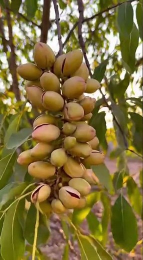 Faites pousser un pistachier naturellement à partir d’une simple pistache chez vous