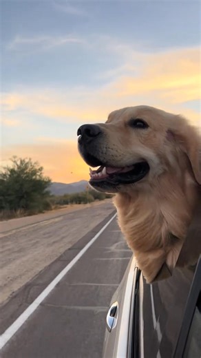 Sunset car rides ✨🌴 #tub #blue #goldenbros #goldenretriever | Golden Retriever V2