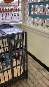 7.7K views · 105 reactions | Introducing our adoptable dogs and cats for Black Friday Free Adoption Event! | Humane Society of Tulsa | Facebook