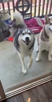 🐶 My Dog Is the Dancing King! 🕺🤣 Funniest Dog Dance Ever! #Shorts