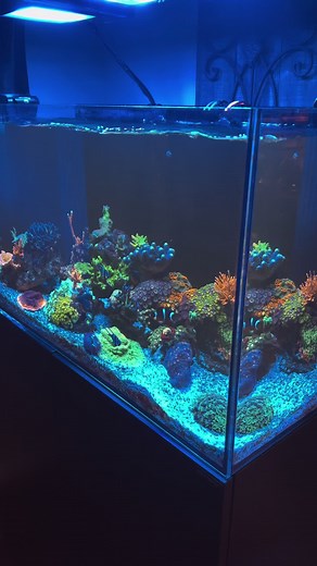 NorthVAreef on TikTok